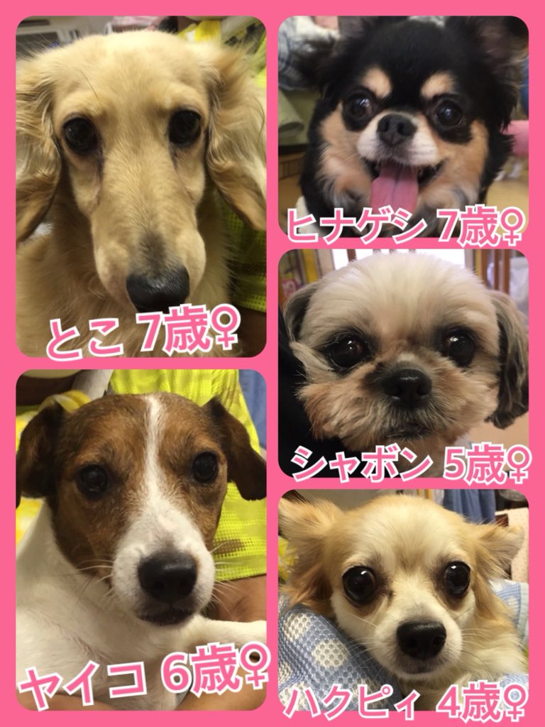 🐾今日の里親様募集中ワンコ🐶メンバーです🐾2019,7,15